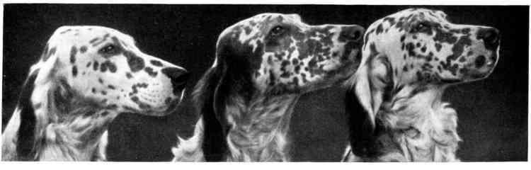 3 adult english setters